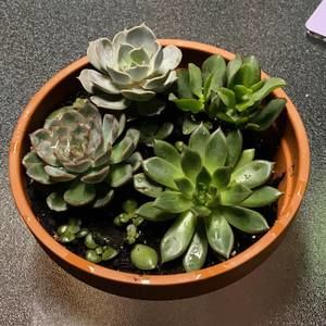 Meet your Posher, Dao